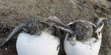 kaplumbağalarda yumurtlama