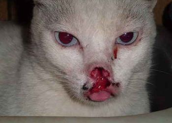 Kedilerde Kanser Hakkında Bilgiler