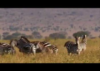 Vahşi Doga Belgeseli Aslanların Günlüğü