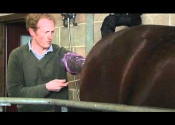 Atlarda Suni Tohumlama