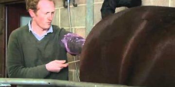 Atlarda Suni Tohumlama