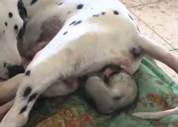 Dalmaçyalı Irkı Köpekde Doğum