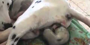 Dalmaçyalı Irkı Köpekde Doğum