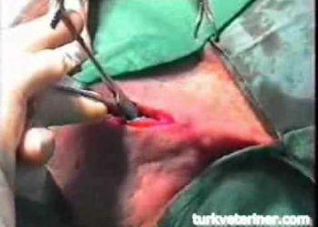 Dişi Köpeklerde Kastrasyon (Kısırlaştırma)