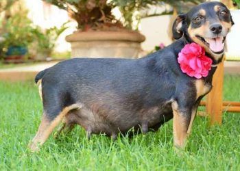 Hamile Köpeklerde Beslenme