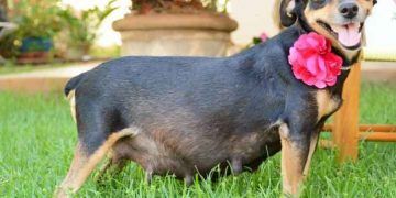 Hamile Köpeklerde Beslenme