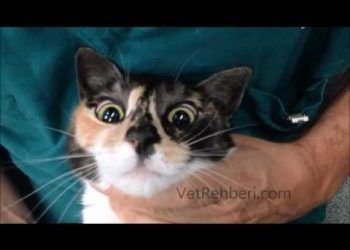 Kedide Tiyamin - Vitamin B1 Eksikliği