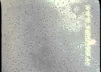 SpermatozoonLarın Mikroskobik Görüntüsü