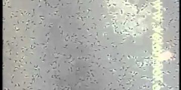 SpermatozoonLarın Mikroskobik Görüntüsü