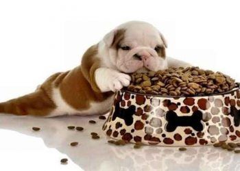 Yavru Köpeklerde Beslenme