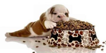 Yavru Köpeklerde Beslenme