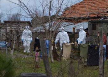 Bafra’da Kümes Hayvanları İtlafları Devam Ediyor