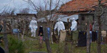 Bafra’da Kümes Hayvanları İtlafları Devam Ediyor