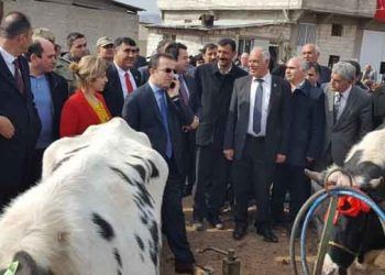 180 baş gebe düve dağıtıldı