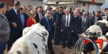 180 baş gebe düve dağıtıldı