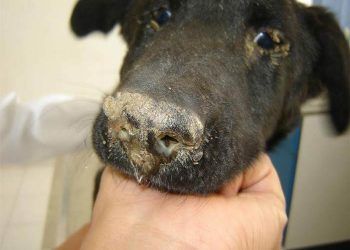 Köpek Gençlik Hastalığı - Distemper