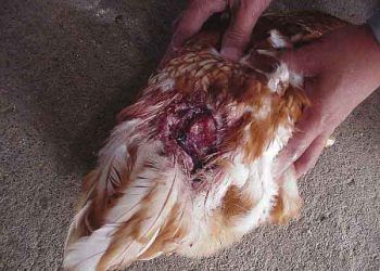 tavuklarda kanibalizm