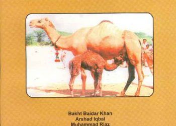 Develerin Üretimi ve Yönetimi