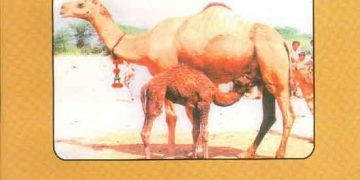 Develerin Üretimi ve Yönetimi