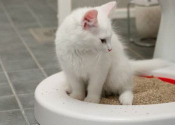 Kedilere Tuvalet Eğitimi Nasıl Verilir?