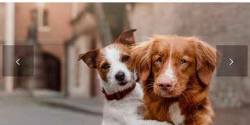 2.Sokak Hayvanları Refahı Kongresi