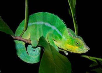 Madagaskar’da fotoğraflanan bir erkek leopar bukalemun (Furcifer pardalis).