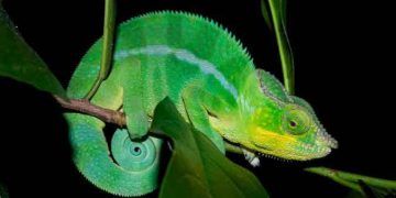 Madagaskar’da fotoğraflanan bir erkek leopar bukalemun (Furcifer pardalis).