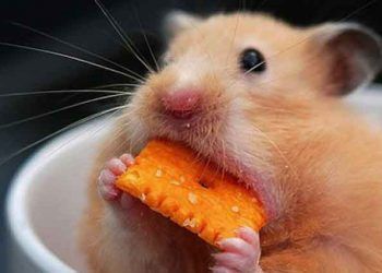 Hamsterlarda Beslenme ve Barındırma