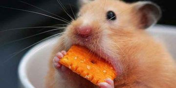 Hamsterlarda Beslenme ve Barındırma