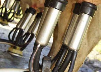 Sağım ve Sağım Hijyeni