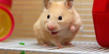Hamsterlar Hakkında Bilinmesi Gerekenler