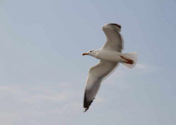 Kâinatin Sahibi, Yaralı Martıya Doktorunu Gönderdi