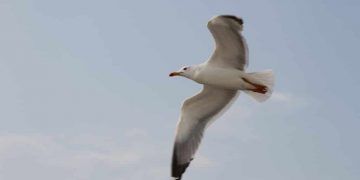 Kâinatin Sahibi, Yaralı Martıya Doktorunu Gönderdi