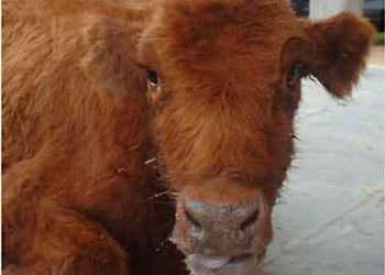 Bovine Respiratorik Syncital Virus Pneumonisi-BRSV