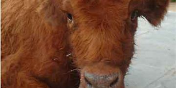 Bovine Respiratorik Syncital Virus Pneumonisi-BRSV