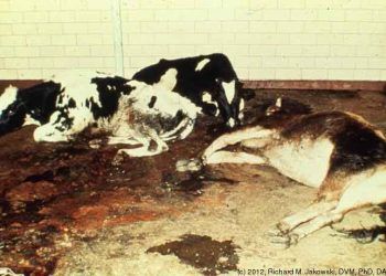 Bovine Viral Diarrhea (BVD)