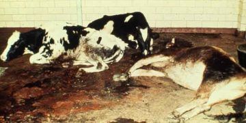 Bovine Viral Diarrhea (BVD)