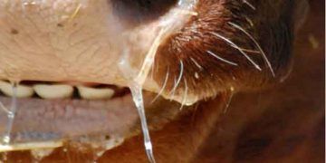 Bovine Ephemeral Fever