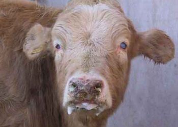 Coryza Gangrenosa Bovum