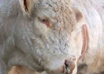 Enfeksiyoz Bovine Rhinotracheitis-IBR