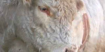 Enfeksiyoz Bovine Rhinotracheitis-IBR