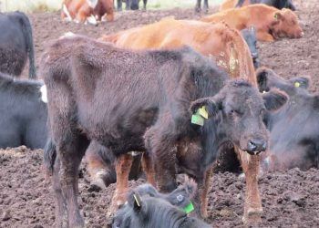 Enzootik Pneumoni Mycoplasma bovis