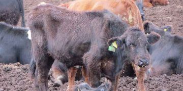 Enzootik Pneumoni Mycoplasma bovis