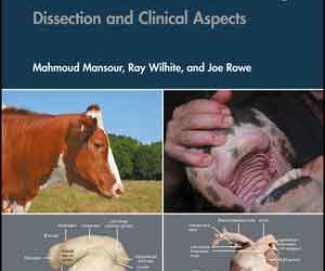 Ruminant Anatomi Rehberi