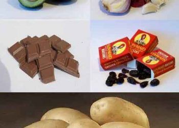 Köpekler İçin Zehirli Olabilecek Yiyecekler