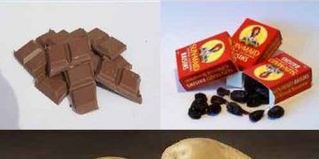 Köpekler İçin Zehirli Olabilecek Yiyecekler