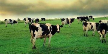 Kurudaki İneklerin Besin Maddeleri Gereksinimleri Nelerdir?