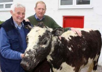 Dünyanın en yaşlı ineği 49 yaşında 39 buzağı annesi