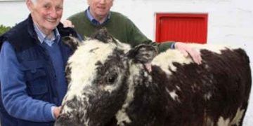 Dünyanın en yaşlı ineği 49 yaşında 39 buzağı annesi