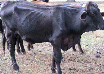 Sığırlarda Ketozis